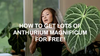 HOW To Get Lots of Anthurium Magnificum for FREE! | Happy Plant Co