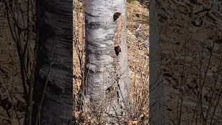 Mourning Cloak (Nymphalis antiopa) butterflies, April in NH.