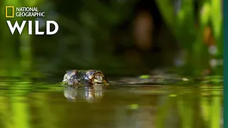 Baby Gator v. Fish | Predator in Paradise