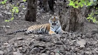 The Indelible Tigress Queen of Ranthambore- The Machli (1997 to 2016)