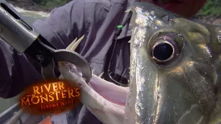 The Petrifying Payara | PAYARA | River Monsters