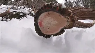 2023 Elk Shed Hunting (Ep1) First Browns.