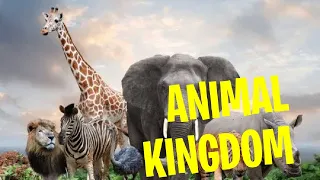 Animal Kingdom : Close Up Secrets #explore #travel #creator #animals #sufi #soul #music