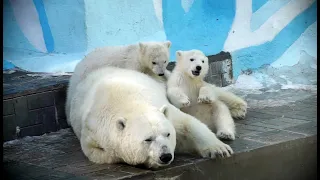 Медвежата-непоседы мешают маме заснуть