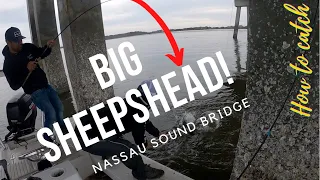 How to catch sheepshead (Nassau Sound Bridge) Salt Donkey Adventures