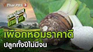 เผือกหอมราคาดี ปลูกทั้งปีไม่มีจน : มหาอำนาจบ้านนา (6 มิ.ย. 64)