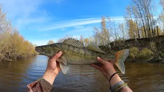 Я БЫЛ В ШОКЕ ОТ ТАКОГО УЛОВА! ДАВНО Я НЕ ЦЕПЛЯЛ ТАКИХ СУДАКОВ!!!ТРОФЕЙНЫЙ САЗАН НА КАСТИНГОВУЮ СЕТЬ!