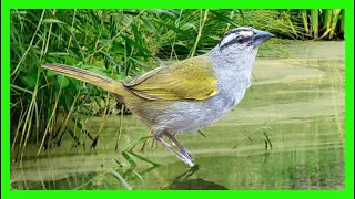 Black-striped Sparrow Song! Call! Sound! Singing! - Tumba Yegua Canto - Arremonops Conirostris