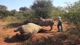 Rhino Translocation by Game Rangers´Association of Africa Part 2