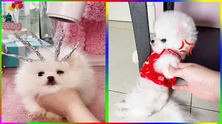 Tik Tok Chó Phốc Sóc Mini 😍 Funny and Cute Pomeranian #275