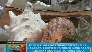 BP: P2-M halaga ng endangered shells, nasabat sa Minglanilla, Cebu