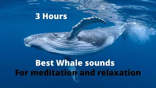 Whale sounds for relaxing: meditation, falling a sleep.