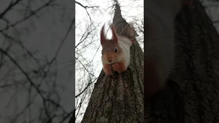 Белка ест орешек / Squirrel eats a nut