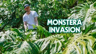 WALK THROUGH CREMORNE RESERVE - Monstera deliciosa take-over, spring & the best views of Sydney