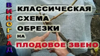 🍇 Классическая ОБРЕЗКА винограда на ПЛОДОВОЕ звено. Серия 1.