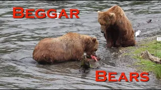 Beggar Bears