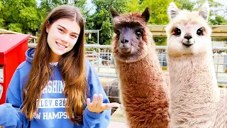 Stacy and Mia are looking for Alpaca 🦙 Nastya Artem Mia