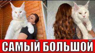 Самый большой кот Кефир