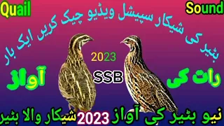 batair awaz raat kliye,quail sound for hunting