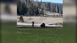 Bison charges tourists in Yellowstone