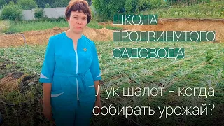 Лук шалот - когда собирать урожай? Школа продвинутого садовода