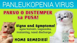 PARVO virus | DISTEMPER virus - sa PUSA | FELINE PANLEUKOPENIA VIRUS SIGNS and SYMPTOMS #cat #feline
