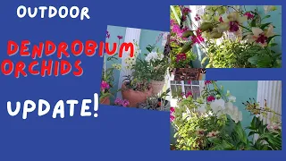 Growing Dendrobium Orchids Outdoor UPDATE || Orchid care for beginners||