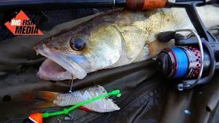 Raubfischangeln: Vom Ufer mit Köderfisch auf Zander