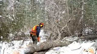 The Evolution of Modern Forestry in Ontario