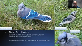 Unexplained Bird Illness