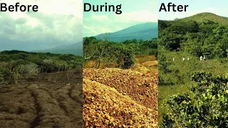 How Discarded Orange Peels Transformed a Barren Landscape Into a Lush Forest | Barren Land to Forest