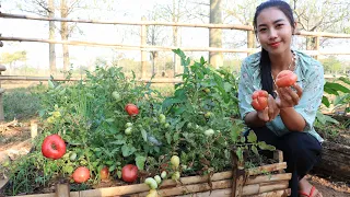 Pick tomato in my garden in my homeland - Healthy vegetable