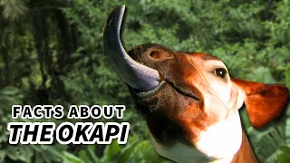 Okapi Facts: a Giraffe's ONLY Living Relative 🦒 Animal Fact Files