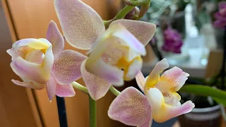 Орхидеи в гостиной. Поливаю, болтаю…(06-08.04.24)