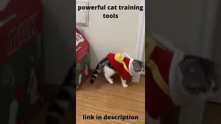 CATS will make you LAUGH YOUR HEAD OFF 😆😹🤣 Funny CAT compilation #SHORTS