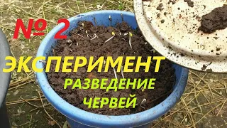 #Эксперимент 2 #Разведение червей в ведре часть 2