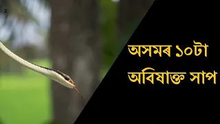 Top 10 Non venomous snakes of Assam