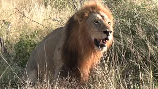 Skorro Male Lion claims the leftovers of a Kill Ep 60