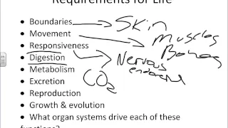 Chapter 1 Introduction to Anatomy and Physiology.wmv