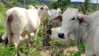 TENTARAM ROUBAR MEU TOURO NELORE RONCADOR. CACHORROS LATINDO A NOITE E GADO ASSUSTADO 😱.