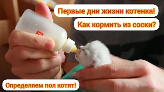 Первые дни жизни котенка! Как кормить из соски? Определяем пол!