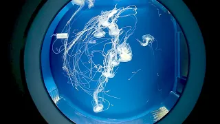 Jellyfish Swimming Inside the Aquarium/Copyright free videos