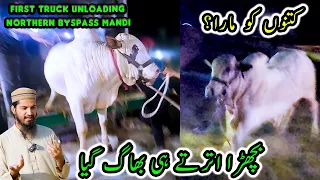 FIRST TRUCK UNLOADING at Northern Bypass Cow Mandi 2024 GONE WRONG | Cattle Market Karachi