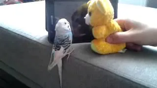 Попугай и игрушка
