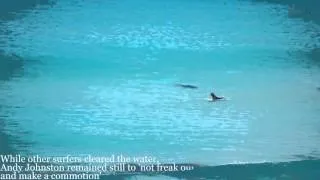 Close encounter with Great White Shark : Surfer approached by shark at crowded West   - 2015 Attacks