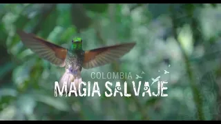 COLOMBIA: MAGIA SALVAJE - Documental