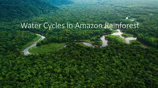 Water Cycles in the Amazon Rainforest (A-Level Geography)