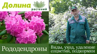 РОДОДЕНДРОНЫ — как посадить/обрезать, чем подкормить, как размножать и ухаживать? Советы дендролога.