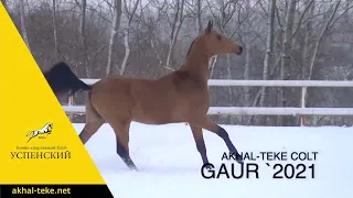 Akhal-teke colt Gaur