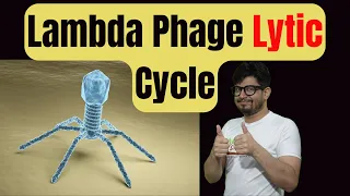 Lytic cycle of bacteriophage | Virus lytic cycle explained | Lytic cycle animation